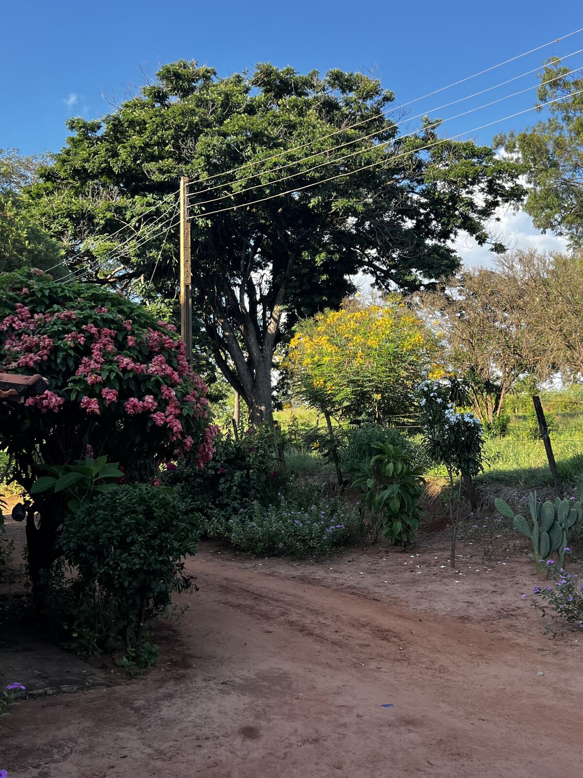 Estrada de terra da fazenda, com uma grande árvore, poste de luz e um arbusto de flores cor-de-rosa.